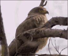 Bird Shocked GIF - Bird Shocked Wide Eyes GIFs