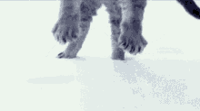 Snow Cat GIF - Snow Cat Jump GIFs