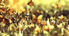 Butterflies GIF - Monarch Butterfly Fly Swarm GIFs