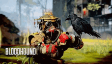bloodhound raven apex legends bloodhound raven apex legends