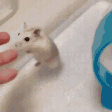 Mouse Cute GIF - Mouse Cute Come Here GIFs