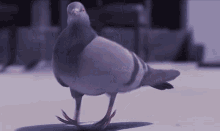 Funny Bird GIF - Funny Bird Pigeon GIFs
