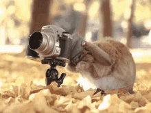 Squirrel Camera Man GIF - Squirrel Camera Man Photographer GIFs