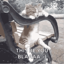 Cat Sit GIF - Cat Sit Bench GIFs