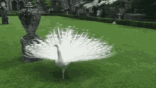 Peacock GIF - Peacock GIFs
