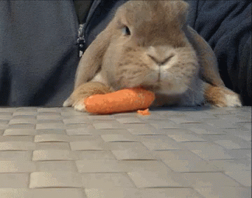 Rabbit Eating GIF Rabbit Eating Carrot Discover Share GIFs