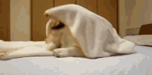 Blanket Dog GIF - Blanket Blind Puppy GIFs