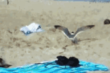 Seagulls Catch GIF - Seagulls Catch Beach GIFs