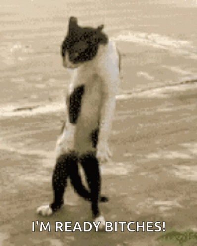 https://c.tenor.com/eP7_8cJdw5AAAAAC/crazy-cat-dancing-crazy-cat.gif