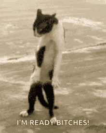 Crazy Cat Dancing Dance Moves GIF - Crazy Cat Dancing Crazy Cat Dance Moves GIFs