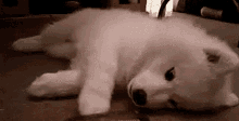 Dogs Puppies GIF - Dogs Puppies Hairbrush GIFs