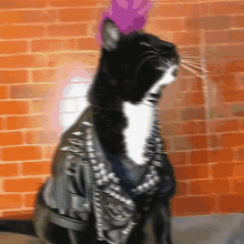 My Cats Out Late Tonight Gone Some Knight Rave In Town Party Animal Lol Hard Core GIF - My Cats Out Late Tonight Gone Some Knight Rave In Town Party Animal Lol Hard Core GIFs