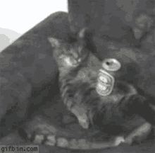 Cat Drunk GIF - Cat Drunk Sleep GIFs