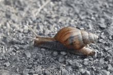หอยทาก ชิล GIF - Snails Snail Chilled GIFs
