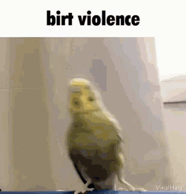 birt-violence.gif