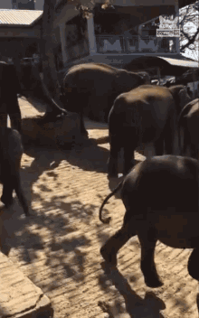 walking fails elephant fail elephant accident elephants