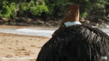 Giant Cassowary Seven Worlds One Planet GIF - Giant Cassowary Seven Worlds One Planet Cassowary GIFs
