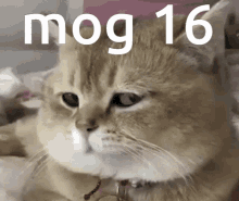 Mog Mog16 GIF - Mog Mog16 Gog GIFs