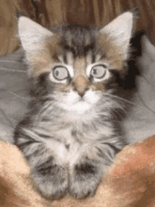 Cats Kittens GIF - Cats Kittens Hypnotize GIFs