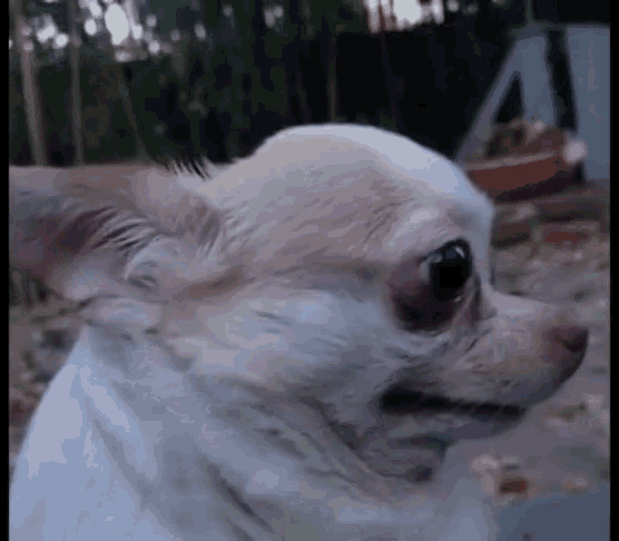 Chihuahua,When You See Right Through Their Bs,Cute,gif,animated gif,gifs,me...