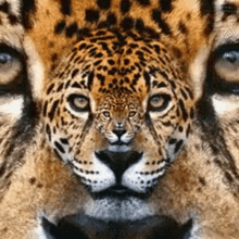 Jaguar Zoom GIF - Jaguar Zoom GIFs