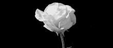 you are pure love a rose for you spirit rose a rose by any other name would not be a rose as white as snow