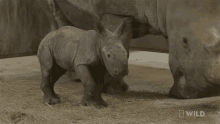 Walking Baby Rhino Baby Rhino Gender Reveal Secrets Of The Zoo GIF - Walking Baby Rhino Baby Rhino Gender Reveal Secrets Of The Zoo World Rhino Day GIFs