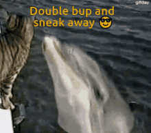 double bup sneaky bup ollie bup ollie boop dolphin boop