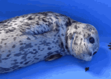 Baby Seal Seals GIF - Baby Seal Seals Seal GIFs