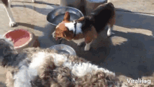 Welsh Corgi Dog GIF - Welsh Corgi Dog Water Bowl GIFs