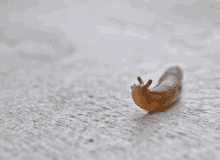 Dancing Slug Happy GIF - Dancing Slug Slug Happy GIFs