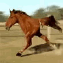 Half Horse Run GIF - Half Horse Run Gallop GIFs