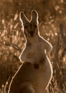 Kangaroo Itchy GIF - Kangaroo Itchy Bellyrub GIFs