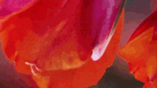 tulip orange datamosh datamosh art glitch art