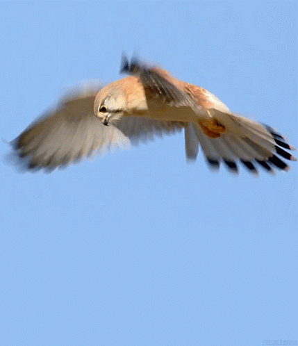Falcon Flying GIF - Falcon Flying Flapping - Discover & Share GIFs