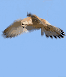 Falcon Flying GIF - Falcon Flying Flapping GIFs