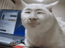 Dewa Kucing GIF - Dewa Kucing Kamisama GIFs