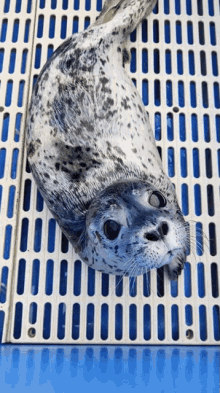 Whats That Smell Marine Mammal Rescue GIF - Whats That Smell Marine Mammal Rescue Baby Seal GIFs