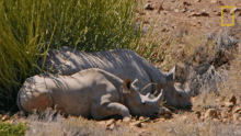 resting in the shade protecting the black rhinos mission critical world rhino day relaxing
