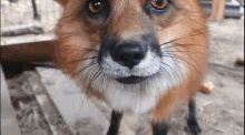fox bite cute fox big nose archie