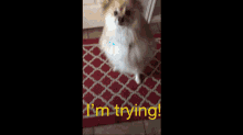 Trying Positive GIF - Trying Positive Persistence GIFs