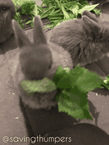 Baby Rabbit GIF - Baby Rabbit Bunny GIFs