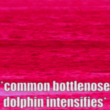 Common Bottlenose Dolphin Dolphin GIF - Common Bottlenose Dolphin Dolphin Common Dolphin GIFs