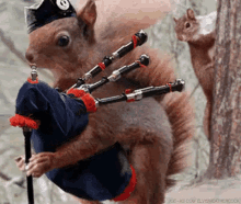 Bagpipes GIF - Bagpipes Animal Playing The Bagpipes Squirrel GIFs