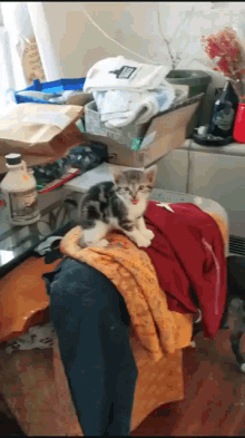 ferocious cat cute kitten jump