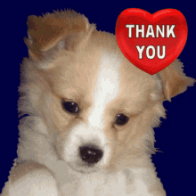 Thank You Thanks GIF - Thank You Thanks Puppy GIFs