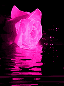 Rose Flower GIF - Rose Flower Pink Rose GIFs