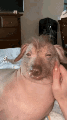 Shaggy Dog Ugly Disgusting Russian Pogger GIF - Shaggy Dog Ugly Disgusting Russian Pogger GIFs