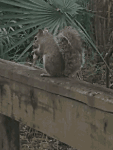 Squirrel Nut GIF - Squirrel Nut Eat GIFs. #nut. #eat. #squirrel. 