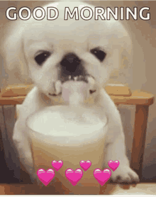 Dog Drinking GIF - Dog Drinking Milk GIFs